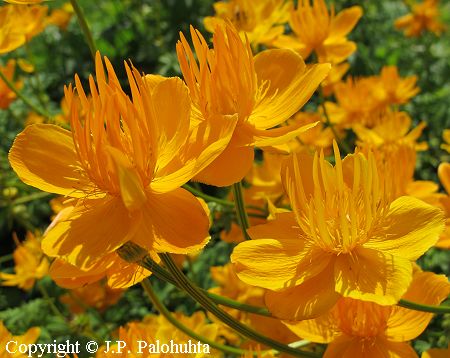 Trollius chinensis, keskullero 